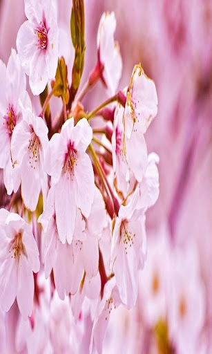 免費下載個人化APP|Sakura Wallpaper CherryBlossom app開箱文|APP開箱王