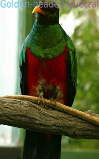 Nice Birds 2 FREE - náhled