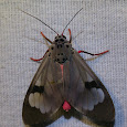 Moths of Indonesia