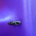 eyed click beetle