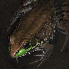 Northern green frog