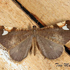 Hedylid Moth
