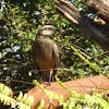 Chalk-browed Mockingbird, Sabiá-do-Campo