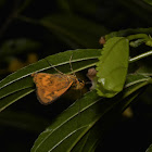 Green Grass-Dart Skipper Butterfly