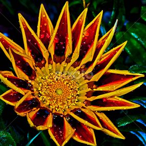 by David Winchester - Flowers Single Flower