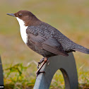 White-throated Dipper