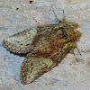 Waved-Lined Heterocampa Moth