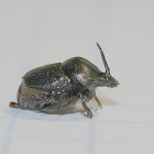 Nursing Dung Beetle