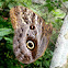 Caligo Teucer, mariposa, Butterfly, borboleta