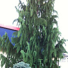 Weeping Alaskan Cedar