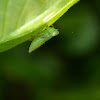 Leafhopper Nymph