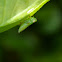 Leafhopper Nymph