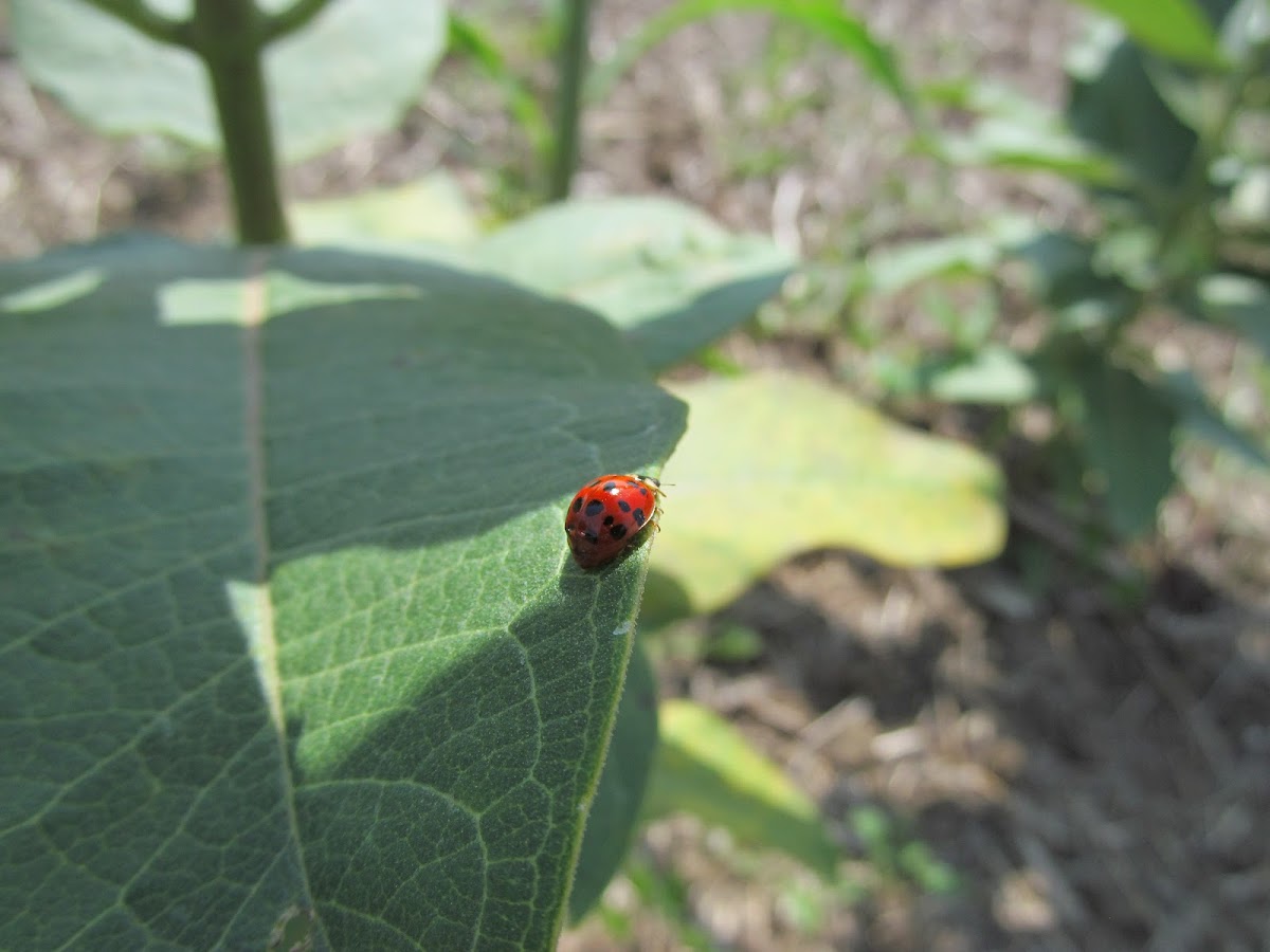 Multicolored Asian Ladybug