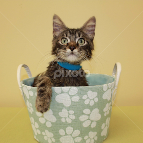 Leo by Sharon Scholtes - Animals - Cats Portraits
