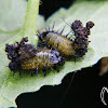 Tortoise beetles larvae