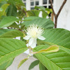 Flower guava