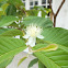 Flower guava