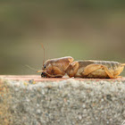 Ralo (European mole cricket)