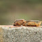 Ralo (European mole cricket)