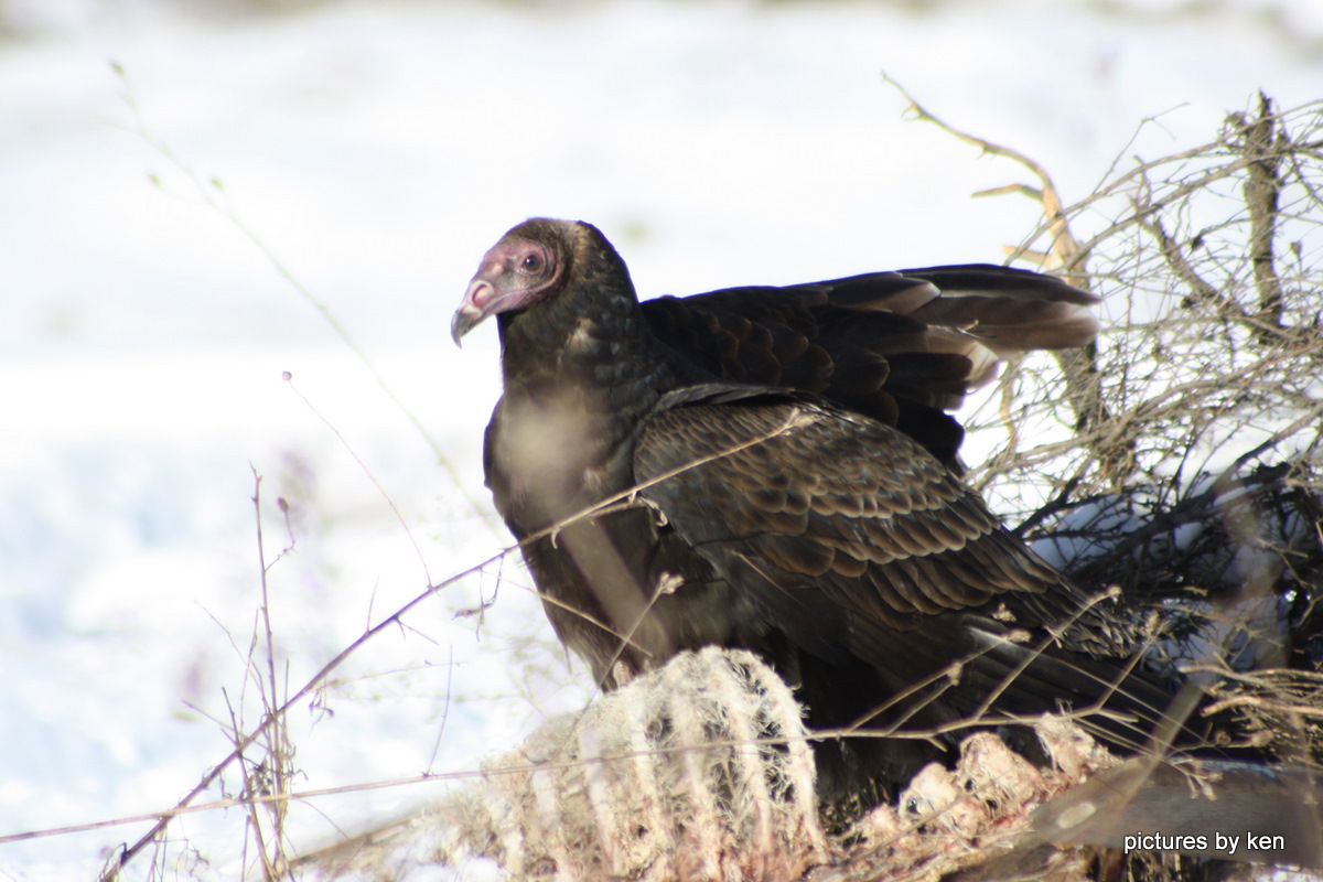 Turkey Vulture