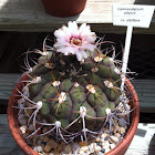 Gymnocalycium pflanzii