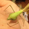 Praying Mantis