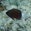 Chocolate-Dip Chromis