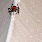 Vesbius Assassin Bug