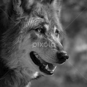 The Wolf II by Max Moorman - Black & White Animals