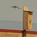 American Kestrel