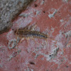 Four-lined Silverfish