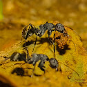 Arabian Carpenter Ant
