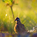 Spinifex Pigeon 