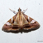Crambidae Spilomelinae