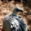 Cape Vulture