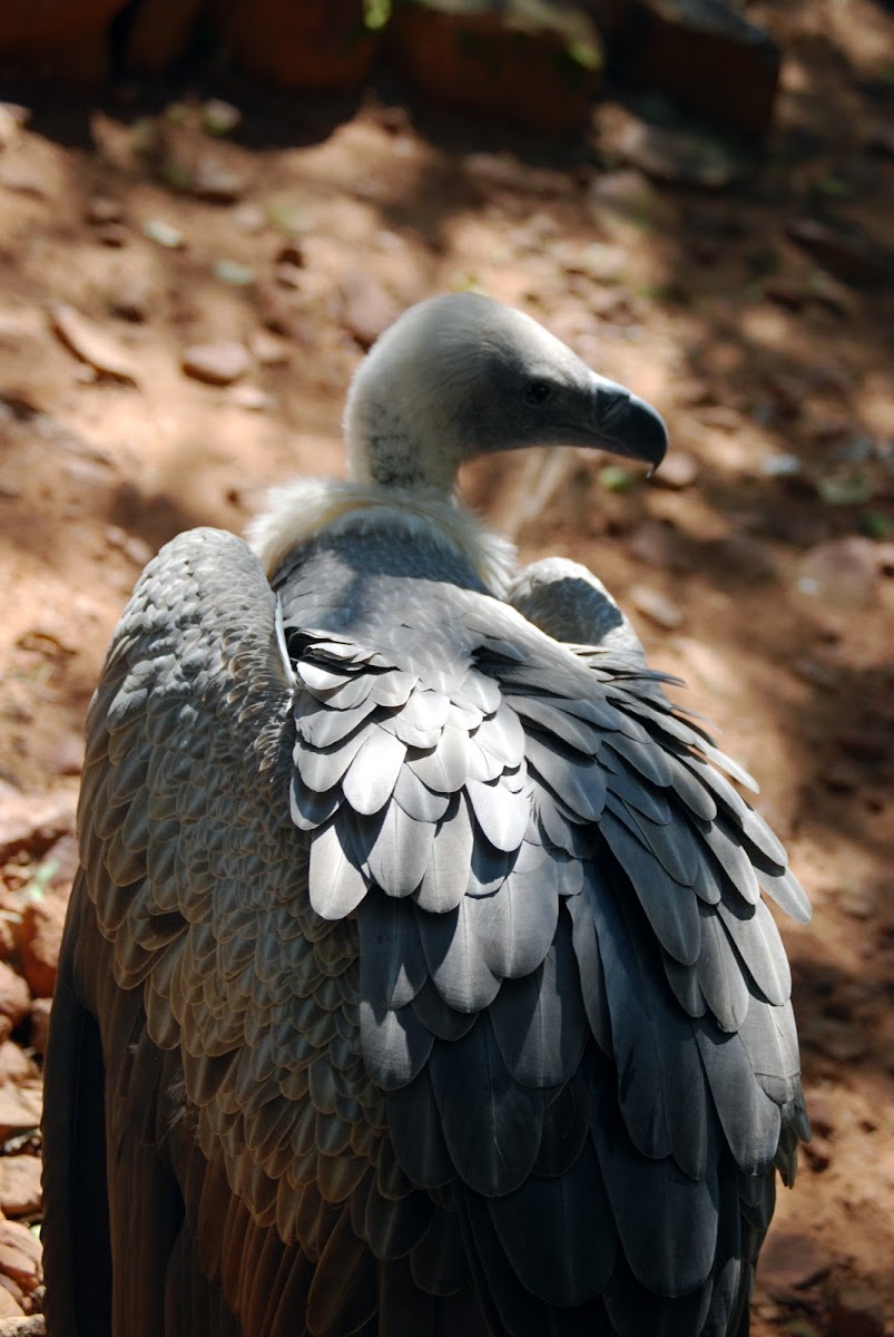Cape Vulture
