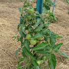 Tomato - 4th of July variety