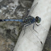 Little Blue Marsh Hawk Dragonfly