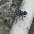 Little Blue Marsh Hawk Dragonfly