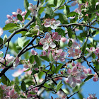 Prairie Crabapple