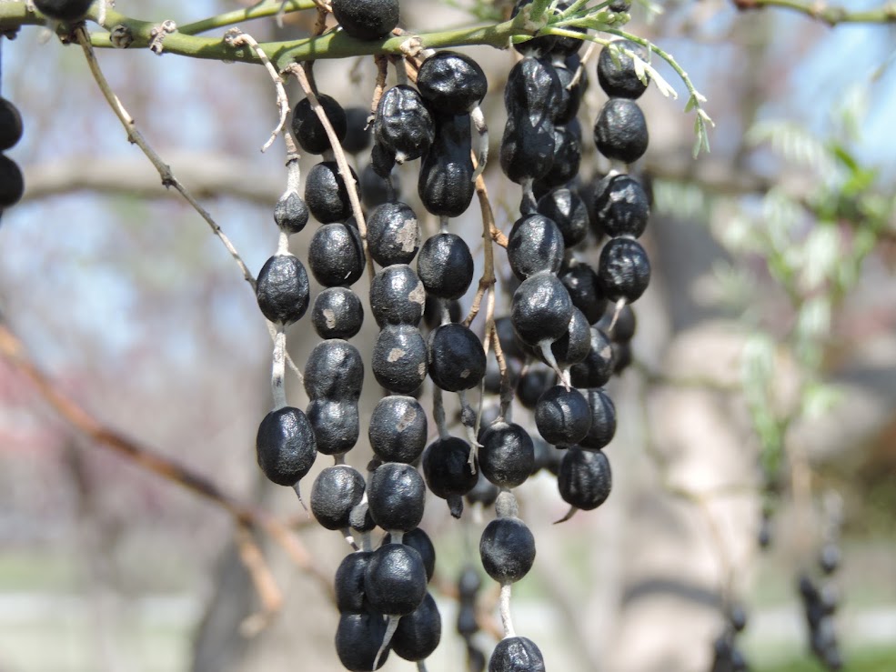 Eve’s Necklace Tree | Project Noah