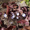 Hepatica - Round lobed, purple flowers(spring)