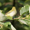 Tennessee Warbler