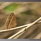common bush brown