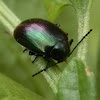Chalcopterus Beetle