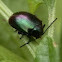 Chalcopterus Beetle