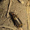 Yellow-crested Blister Beetle