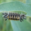 Milkweed Tussock Moth