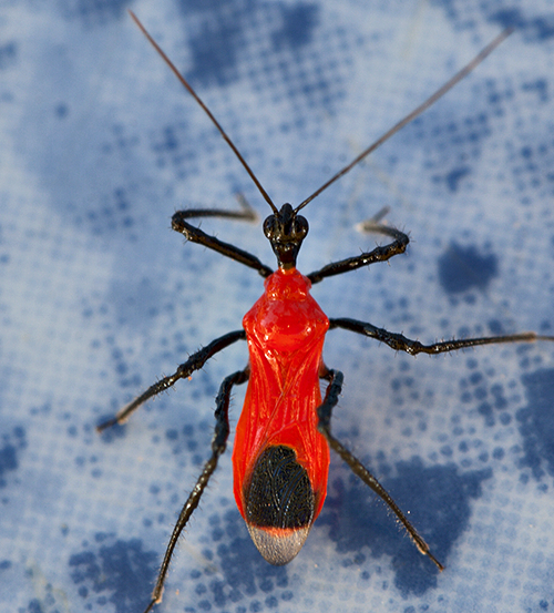 Assassin bug