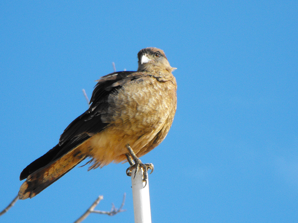 Chimango caracara/ Tiuque